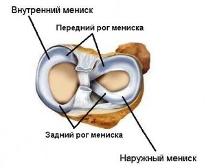 Передний рог коленного сустава